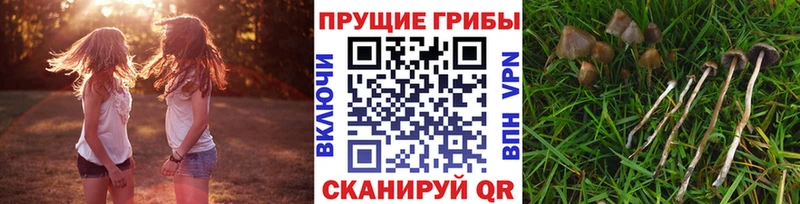 OMG ONION  Заозёрный  Галлюциногенные грибы Cubensis  где купить наркотик 